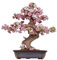ROWOOD Sakura Bonsai 3D Puzzle Age 14+, Wooden Model Kits for Adults to Build, DIY Classic Sakura Construction Craft Kits, Ideal as Home Decor, Christmas and Birthday Gift