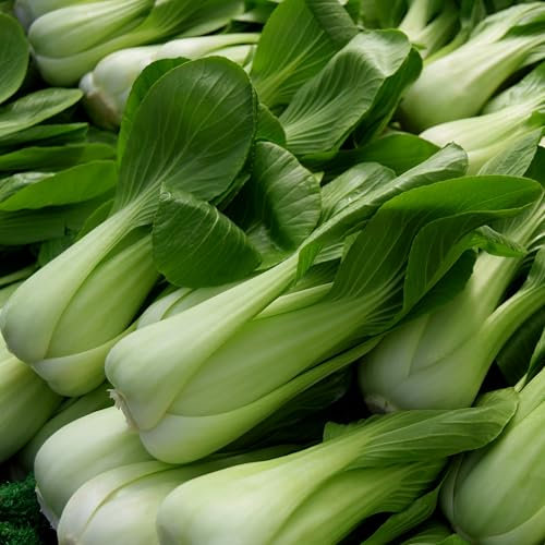 PREMIER SEEDS DIRECT - Cabbage - PAK Choi White STEM - 5 GRAM - Approx 2000 Seeds
