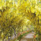 . 10 Stück Rare Wisteria Mischfarbe Blumen Wisteria Baum Zierpflanze Schöne Anlage für Hausgarten: 2 : Seeds Only
