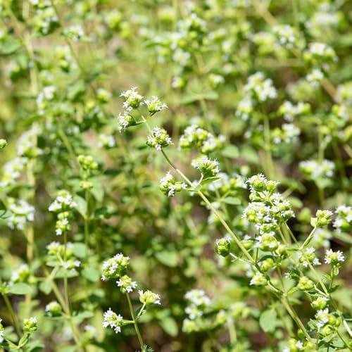 semillas de mejorana perennes resistentes - balcón jardín 200pcs
