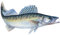 Jenzi Angeln Fisch - Aufkleber ca.15cm, Modell:Zander