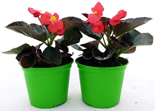 POWERS TO FLOWERS - BEGONIA BIG FOGLIA SCURA A FIORE ROSSO, 2 PIANTE VASO 14 CM, BEGONIA DRAGON, piante vere