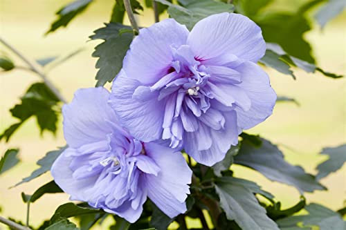 Hibiscus syriacus 'Blue Chiffon' 60-80 cm – Winterhart, Mehrjährig, Pflegeleicht – Gartenhibiskus – Heckenpflanze für Garten & Sichtschutz