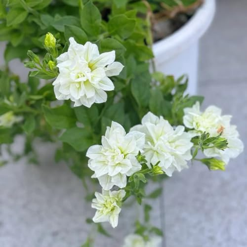 semi di petunia perenne per luoghi soleggiati di petunia sospese primaverile, selvatici, ombra di recisi, 550pcs