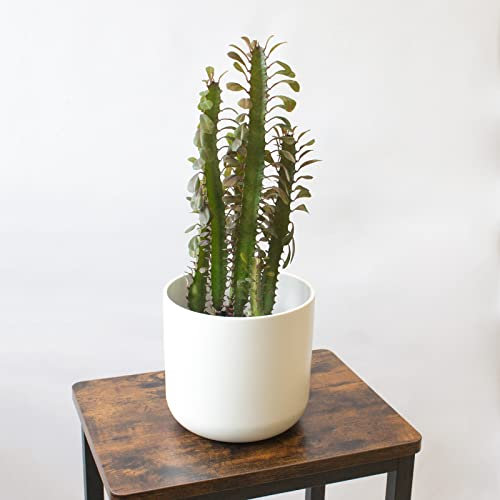 SMPLY. | Cactus Euphorbia Trigona Natural | Altura Aprox 25cm | Ideal para decorar el Hogar o para Regalar | Maceta Ø 12cm| Planta viva de interior