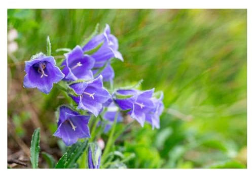 sachets de graines à semer- Campanule Bleue Des Carpates- 0.30gr