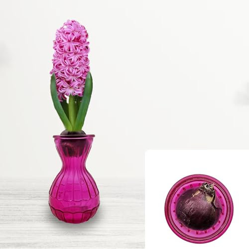 1 Pink Pearl Hyacinth Bulb in Glass Gift Kit – Spring Blooming Perennial with Sweet Fragrance – Cultivated for UK Climate Conditions – Perfect for Home Décor