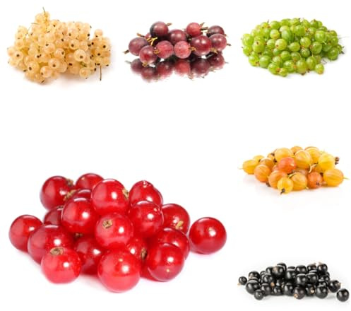 semillas de grosella espinosa, resistentes al invierno para el balcón, grosellas de grosella espinosa, para 150pcs