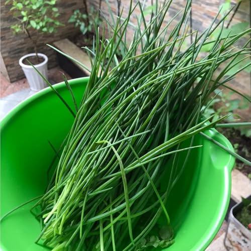 semillas de cebollino resistentes, culinarias, cebollinos para camas elevadas, jardín de para balcón de medicinales 200pcs