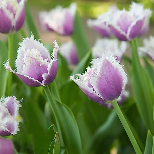 Bulbi di tulipano varietà antiche biologiche rare ornamentali del per i luoghi soleggiati rialzata di primaverili resistenti per giardini 4pcs