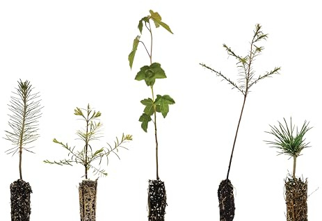 Bonsai Tree Bundle | Collection of 5 Live Tree Seedlings | The Jonsteen Company