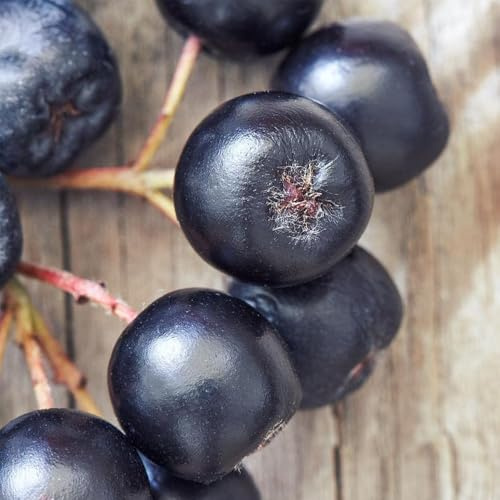 Semi di aronia, bacche di aronia, frutto colonnare comprare da frutto da vecchie varietà nera, raro esotico frutteto colonnari Cespuglio bacche, 20pcs