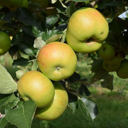 Plant Theory 1.2m Apple Bramley's Seedling Cooking Outdoor Fruit Tree 9L Pot M26 Rootstock