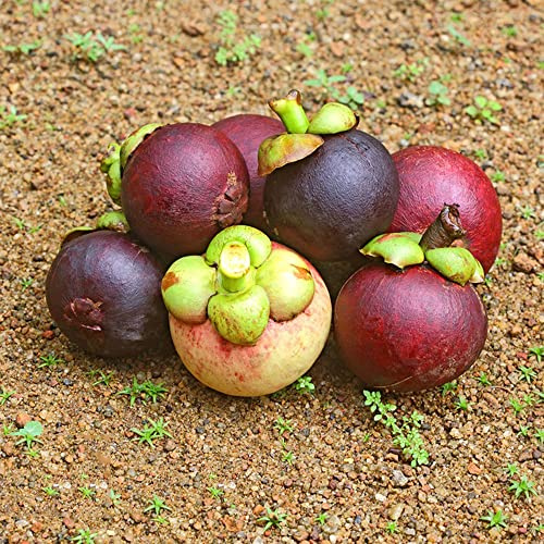 Semi di mangostano - da frutto colonnari mangostano per giardinieri vecchie varietà da frutto colonnari colonnare raro comprare nani, resistenti 15pcs