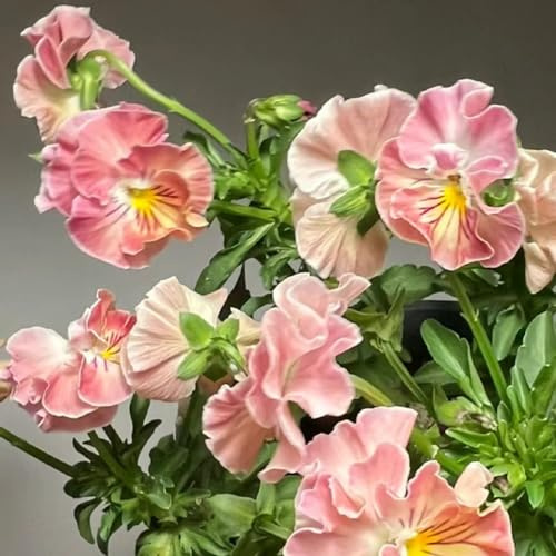 semi di viola del pensiero - biologiche decorazione soggiorno in vaso per l'arredamento dell'ufficio giardino esterni 100pcs