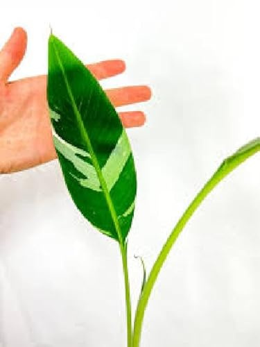 VIVAIO GARDEN FOREST Musa Florida Variegata, banano variegato pianta rara tropicale da interno ed esterno riparato, vaso 10,5 cm, altezza 60 cm, pianta ornamentale dal fogliame decorativo