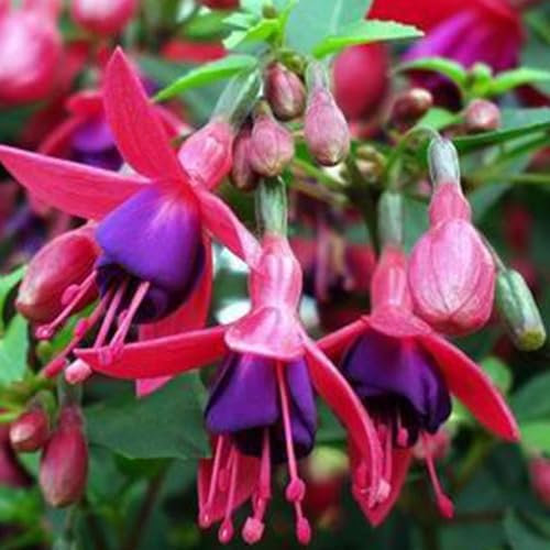 6 x Fuchsia 'Tom Thumb' - Fuchsia 'Tom Thumb' - Godet 9x9cm - Compact, floraison abondante, suspendu