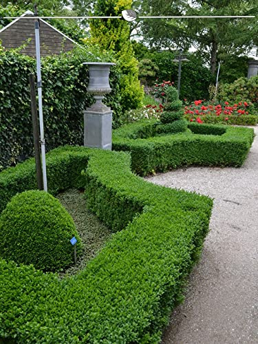 Buchsbaum 60-80 cm. 3 Buxus Heckenpflanzen kaufen Sie einfach hier | Buchsbaum-Hecke