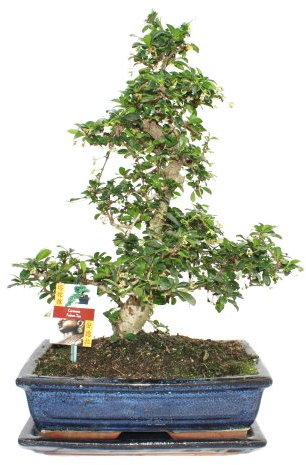 Exotenherz - Bonsai Fukientee - Carmona microphylla - ca. 12-15 Jahre