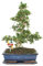 Exotenherz - Bonsai Fukientee - Carmona microphylla - ca. 12-15 Jahre