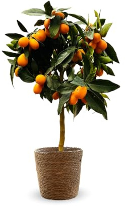 Attitude Garden - Kumquat med sjögräs korg - fortunella margarita - citrus från Medelhavet - fruktträd - 75-85 cm - ⌀ 25 cm