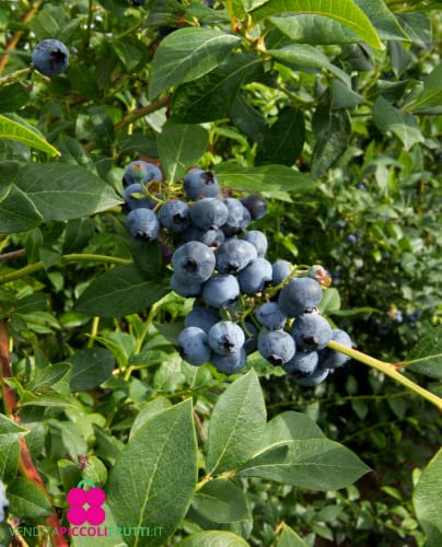 Plante de myrtille américaine à fruits géant « Brigitta Blue Tardivo » en pot Ø 14 cm h. 40/50 cm