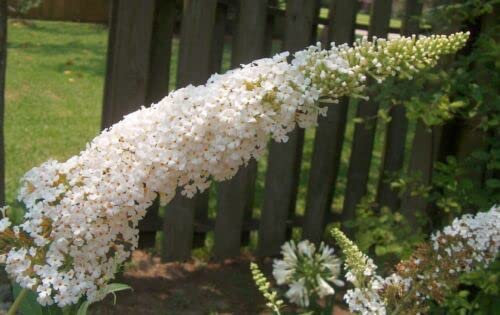 6 grani d'ARBRE A PAPILLONS BLANC (Buddleja Davidii WHITE PROFUSION) G719 GRANI