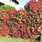 Hiedra de Boston Parra virgen Parthenocissus tricuspidata Semillas de KletterPaquete de 1000 semillas