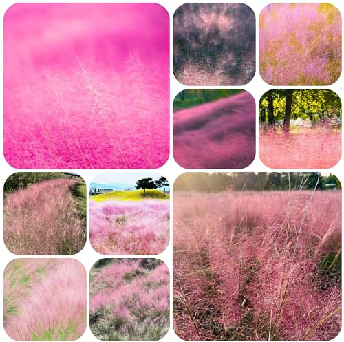 semillas de muhlenbergia capillaris - decoración de balcones Pastos ornamentales resistentes macetas plantas resistentes para balcones plantas perennes resistentes 600pcs