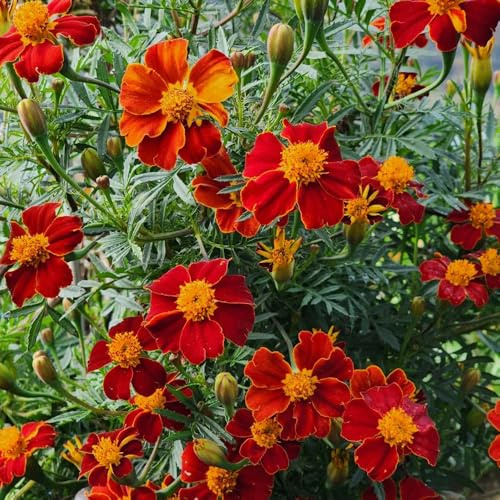 Semillas de caléndula - semillas de Tagetes patula - de jardin resistentes raras de balcon 100pcs