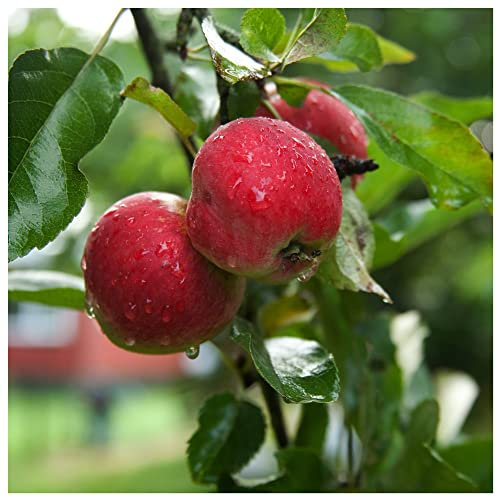 Worcester Pearmain Apple Tree 4-5ft 6L Pot, Ready to Fruit,Self-Fertile & Sweet