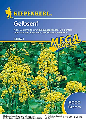 Gründüngung Gelbsenf 2 kg Frische Saat