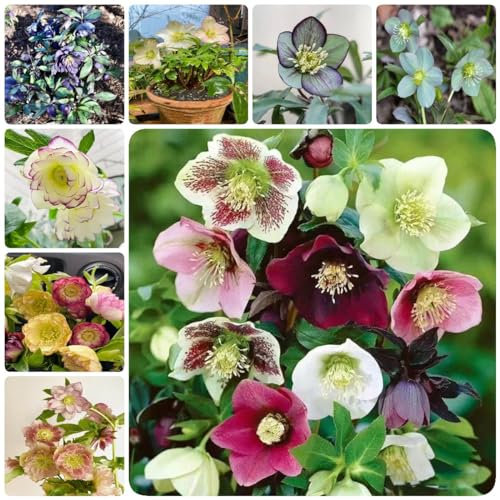 300 pcs christrosen samen seed winterharte stauden mehrjährig winterharte kübelpflanzen plant bodendecker winterhart mehrjährig gartenblumen ausgefallene geschenke pflanzenkübel pflanztöpfe
