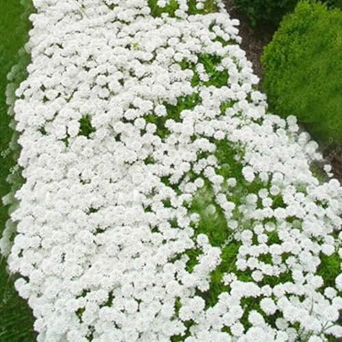 Buy4seeds 5Pcs White Color Creeping Thyme - Garden Plant Herb - Viable Seeds Easy to Grow Garden