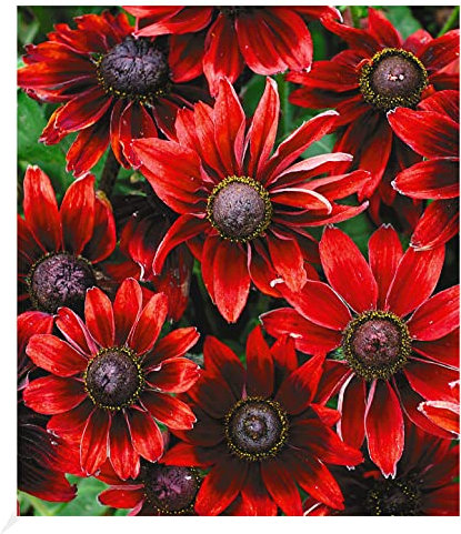 BALDUR Garten Sonnenhut Rudbeckia 'Cherry Brandy', 3 Pflanzen winterhart mehrjährige Gartenstauden, Blumenstaude, Rudbeckia hirta, Sonnenhut Rudbeckia rot, winterharte Staude, bienenfreundlich
