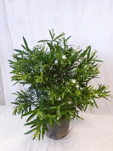 [Palmenlager] - XXL Oleander 120 cm - Strauch - WEIß - Pot 40 cm Ø - Nerium oleander - mediterrane Pflanze