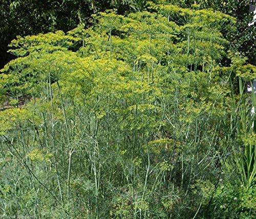 Mammoth Long Island eneldo 150 Semillas altos rendimientos temprano mejor lo consideren para el decapado