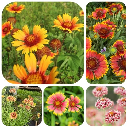 kokardenblume gartenblumen, kräuterpflanzen gaillardia bodendecker winterhart mehrjährig schnittblumen topfpflanzen 300samen