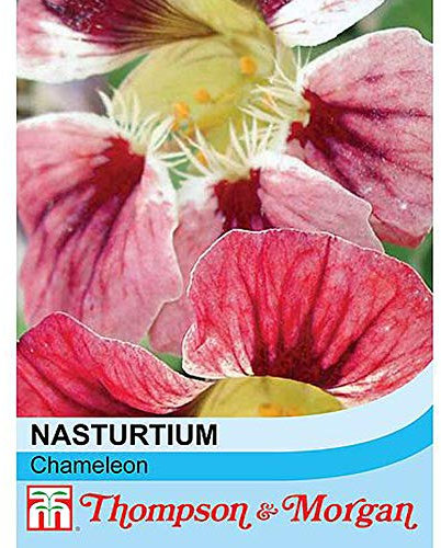 Nasturtium Seeds 'Chameleon' Tropaeolum majus Indian Cress Half-Hardy Annual Flowering Seeds Garden Plants Colour-Changing Summer Flowers 1 Packet 20 Nasturtium Seeds by Thompson and Morgan