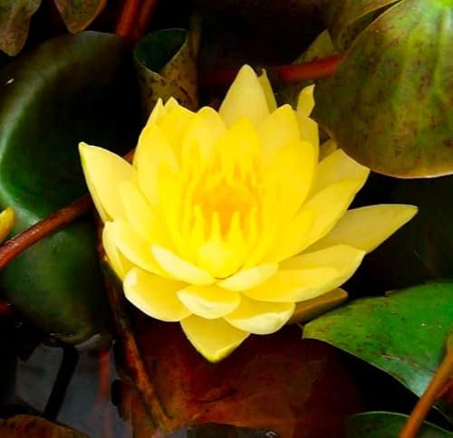 Teichpflanzen Seerosen : Nymphaea Seerose  Joey Tomocik  winterhart Pflanztiefe bis 150 cm