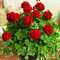 Haloppe 100 Pz Geranio Fiori Piante Semi per la Piantagione del Giardino di Casa, Semi di Pelargonium Geranio Fiore Giardino Balcone Bonsai Pianta in Vaso Decor Rosso
