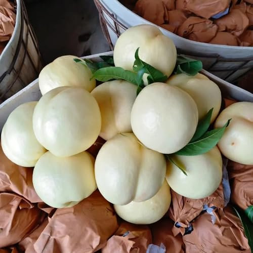 pfirsichbaum säule samen - säulen obstbäume pflanzen für garten steingartenpflanzen winterhart seltene samen obstbaum obst samen seeds exotische pflanzen samen bio saatgut blumen 10pcs