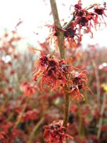 rot blühende Zaubernuss Hamamelis intermedia Feuerzauber 80-100 cm hoch im 5 Liter Pflanzcontainer