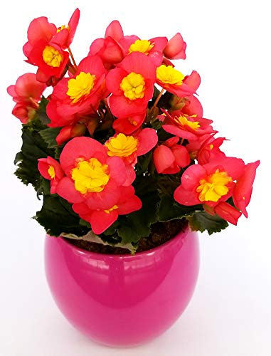 POWERS TO FLOWERS - BEGONIA VALENTINO IN VASO CERAMICA FUCSIA STONDATO, pianta vera