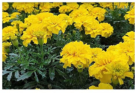 Pcs - 40x Samtblume Petite Jaune Tagètes Plantes - Graines KS347 - Seeds & Plants Shop by Ipsa