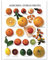 DRAEGER PARIS 1886 Poster 24 x 30 cm, Papier, Mehrfarbig, 30 x 24 x 0.1 cm