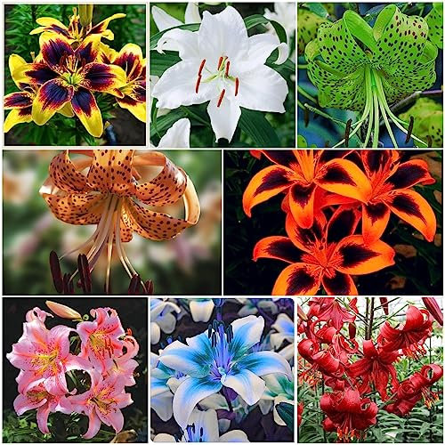 6 pcs lilien zwiebeln winterhart, geschenke für den garten bloom Lilium brownii - lilie baumlilien Hydrokultur kübelpflanzen blumen balkon zwiebeln frühblüher zwiebeln Hydrokultur