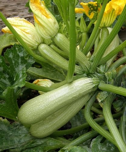 20 SEMI ZUCCHINA ORTOLANA DI FAENZA semi freschi