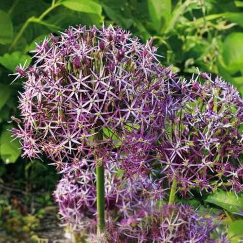 Plant in a Box - Allium glödlampor 'Christophii' - Kvantitet: 15 - Vitlök - lila - Blomlökar - Holländska lökar