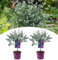 NatureNest, Winterharter Eukalyptus am Stamm, Gunnii Azura, 2 Stücke, 50 cm, Gartenpflanzen, Zimmerpflanzen